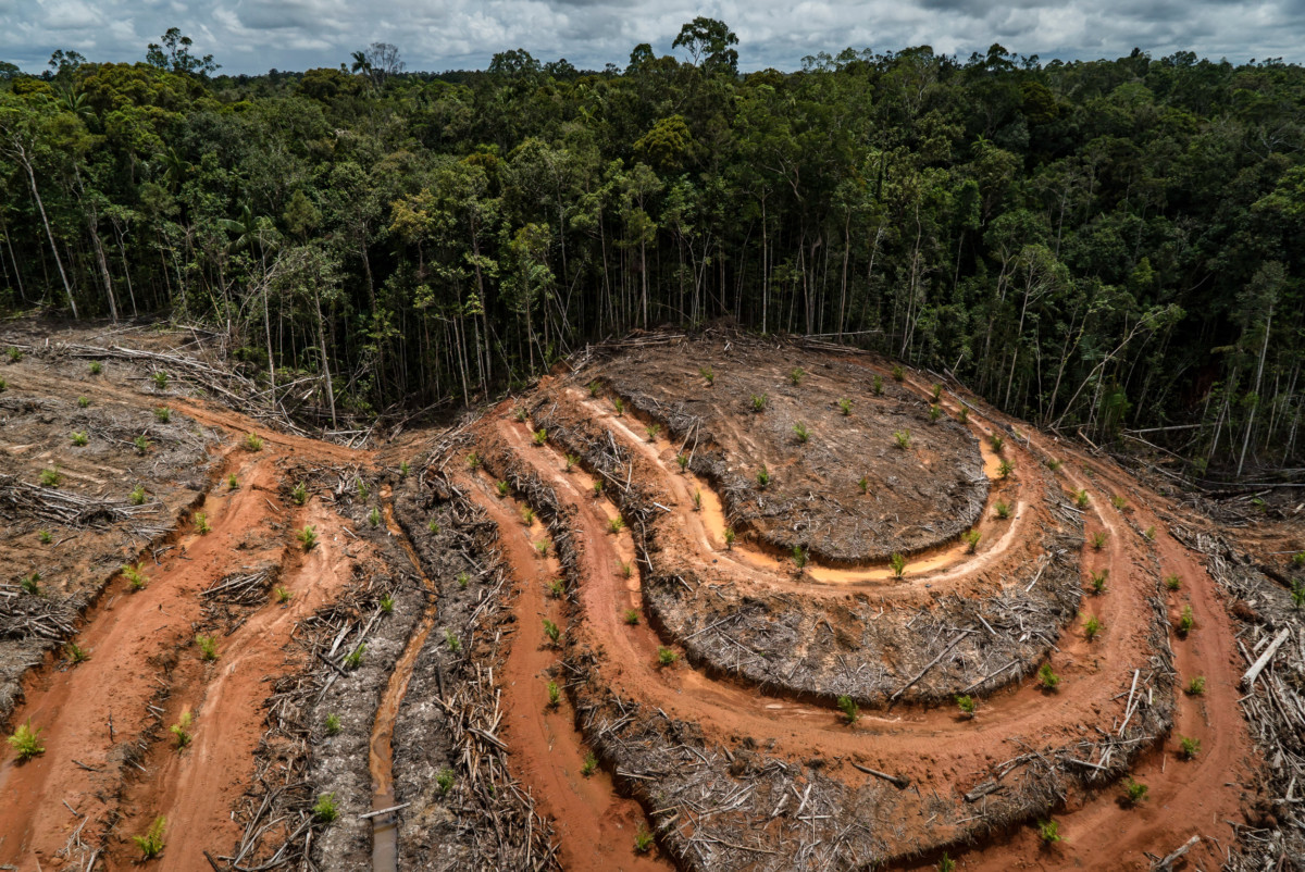 Imbas Perusahaan Tambang dan Sawit, 19 Ribu Hektare Hutan di Berau Raib