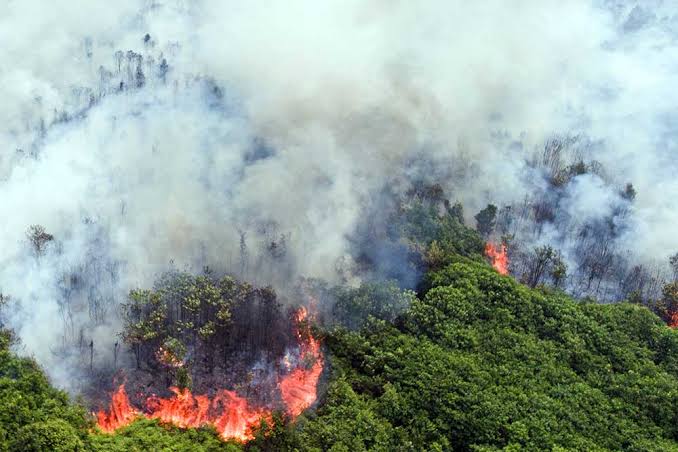 Pemerintah Didesak Transparan, 69 Persen Kebakaran Terjadi di Wilayah Konsesi Perusahaan