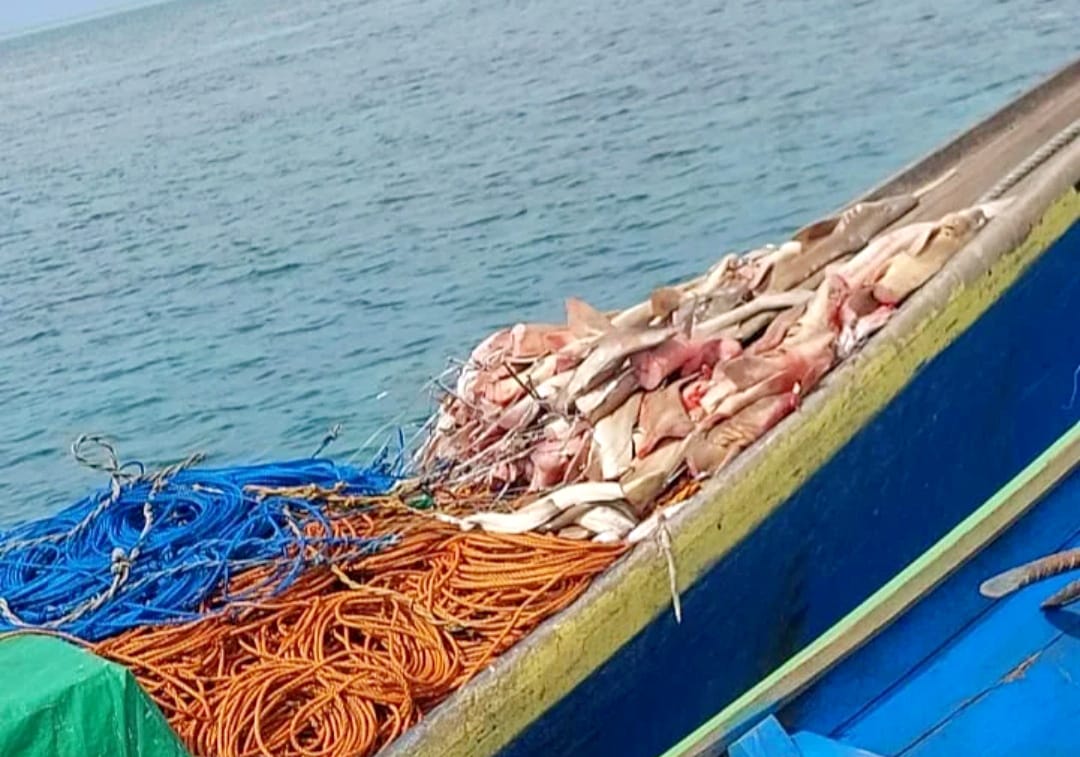 Nelayan Malaysia “Habisi” Hiu di Derawan, Kewenangan Patroli Jadi Penghalang Tindakan
