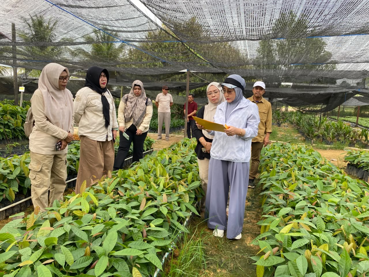 200 Ribu Bibit Kakao Disalurkan ke Petani Berau, Sasar Lahan 200 Hektare